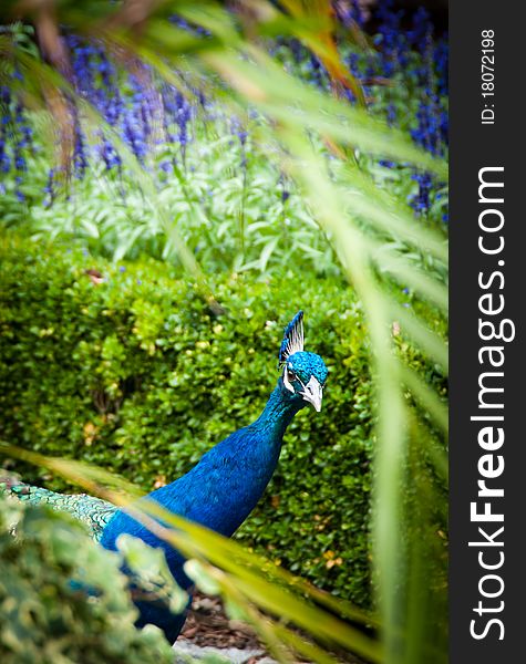 Peacock peeking between garden greens and flowers