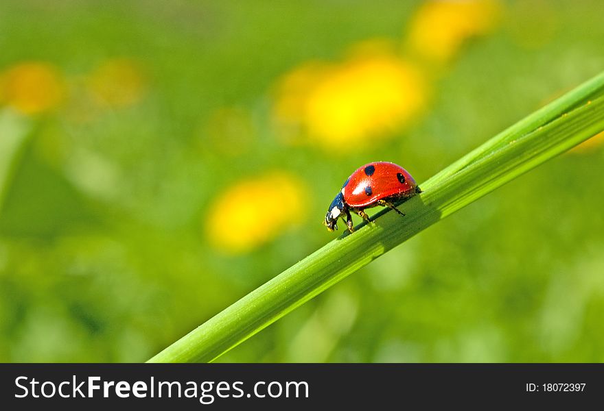 Red ladybug on green grass