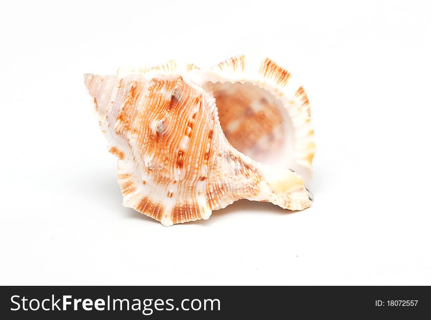 High resolution photo of Beautiful sea shell.