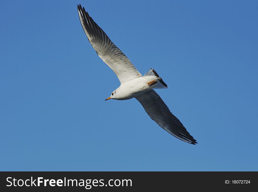 White gull is flying in the air