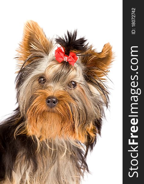 Photo of young adorable yorkshire terrier. Photo of young adorable yorkshire terrier