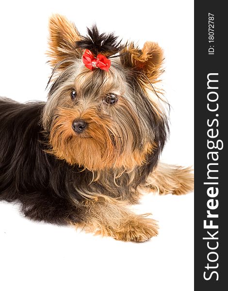 Photo of young adorable yorkshire terrier. Photo of young adorable yorkshire terrier