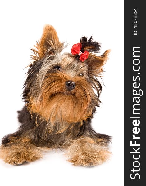 Yorkshire Terrier - Dog