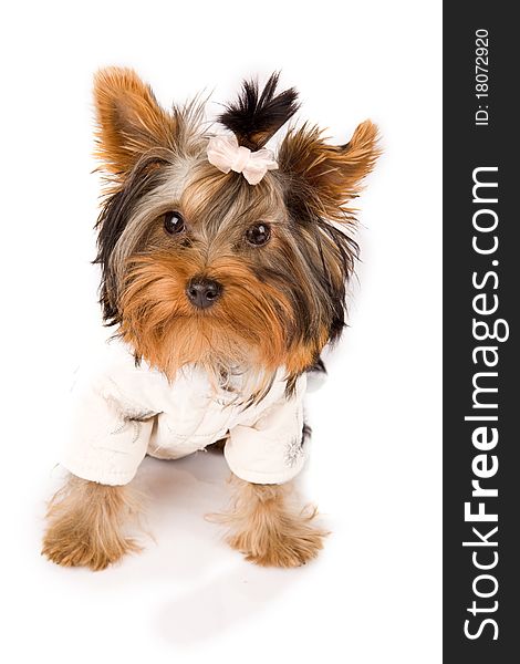 Photo of young adorable yorkshire terrier with white jacket. Photo of young adorable yorkshire terrier with white jacket