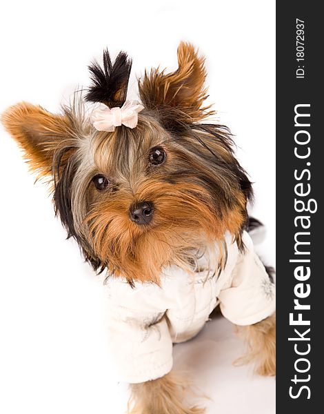 Photo of young adorable yorkshire terrier with white jacket. Photo of young adorable yorkshire terrier with white jacket