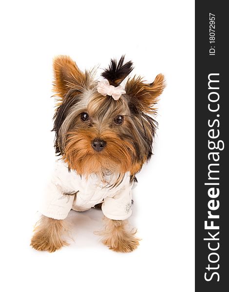 Photo of young adorable yorkshire terrier with white jacket. Photo of young adorable yorkshire terrier with white jacket