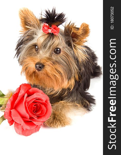 Photo of young adorable yorkshire terrier with rose. Photo of young adorable yorkshire terrier with rose