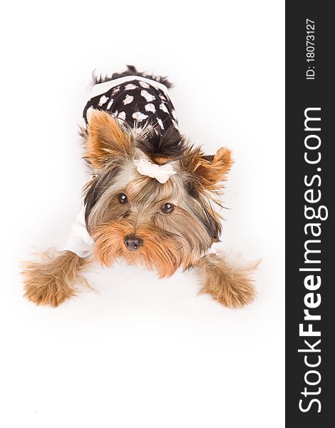 Photo of young adorable yorkshire terrier with pajamas