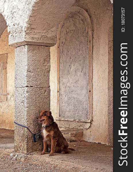 A brown dog waiting for his owner