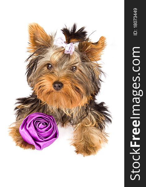 Photo of young adorable yorkshire terrier with rose. Photo of young adorable yorkshire terrier with rose