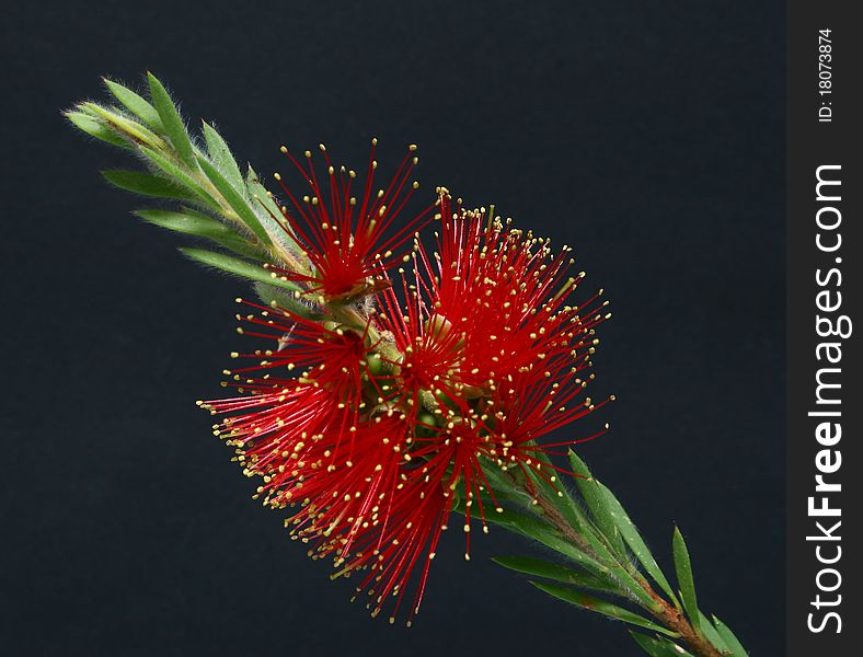 Bottlebrush Callistemon Red Black Background