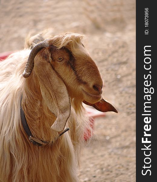 Head shot of a Male goat (buck). Head shot of a Male goat (buck).