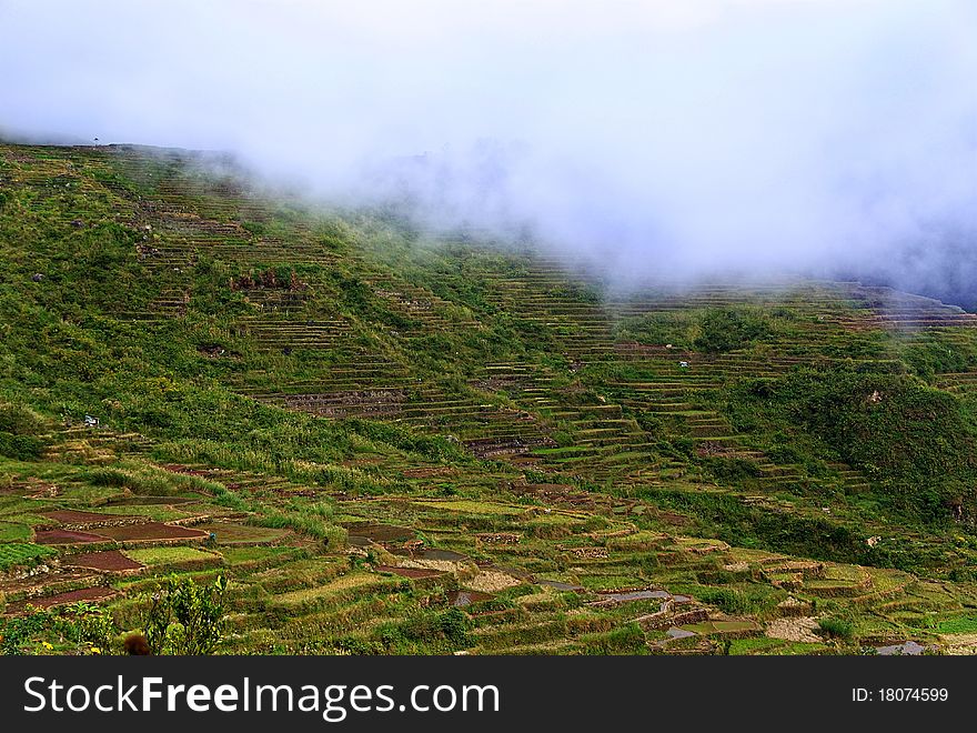 Rice Terraces