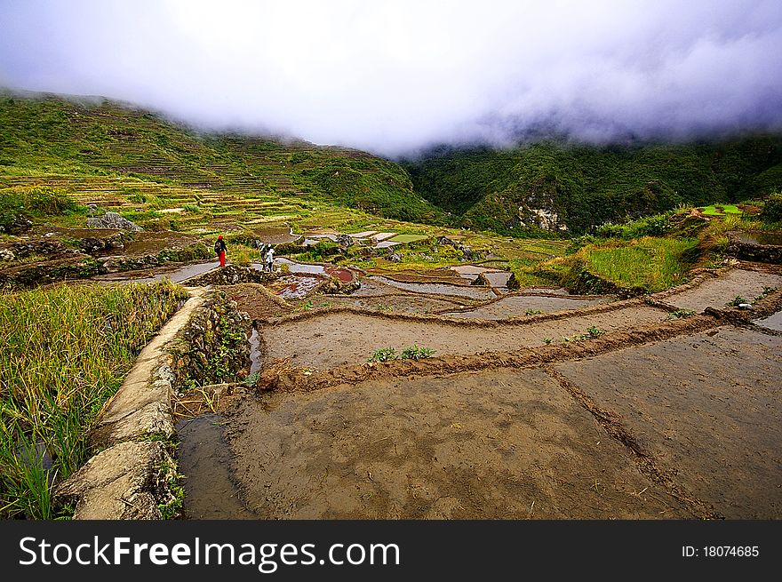 Rice Terraces