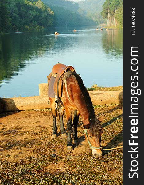 A beautiful horse is fed near the lake. A beautiful horse is fed near the lake