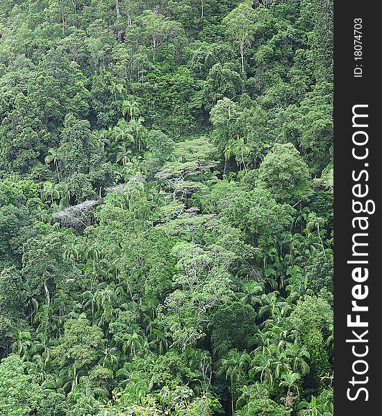Aerial view of a dense rainforest in queensland australia. Aerial view of a dense rainforest in queensland australia