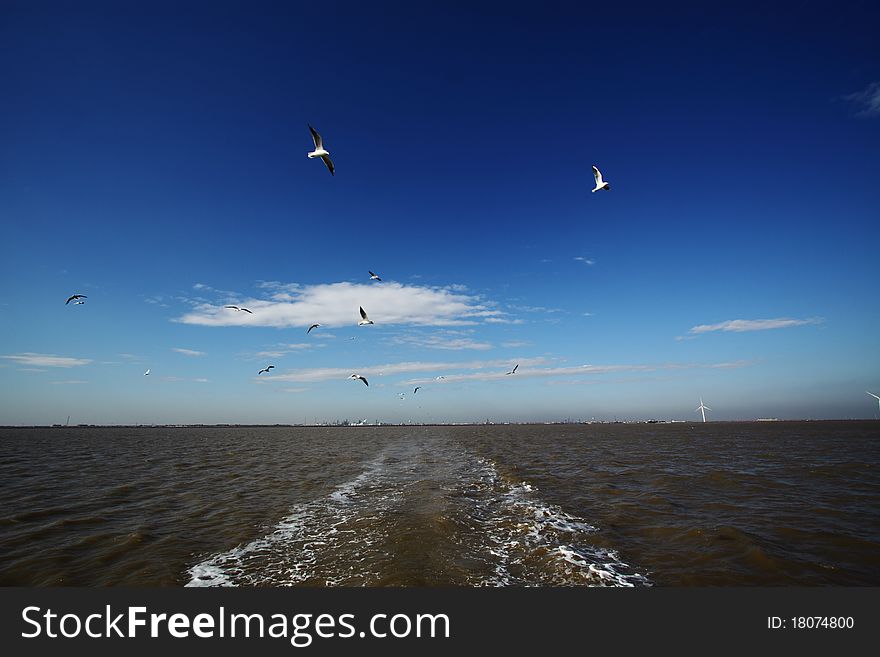 Many seagull fly after a boat, waiting for fish jumping above the sea