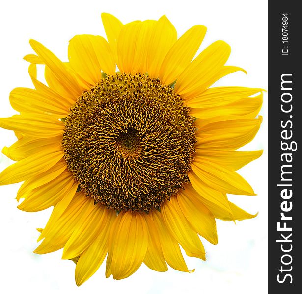 Closeup of a sunflower isolated over white. Closeup of a sunflower isolated over white
