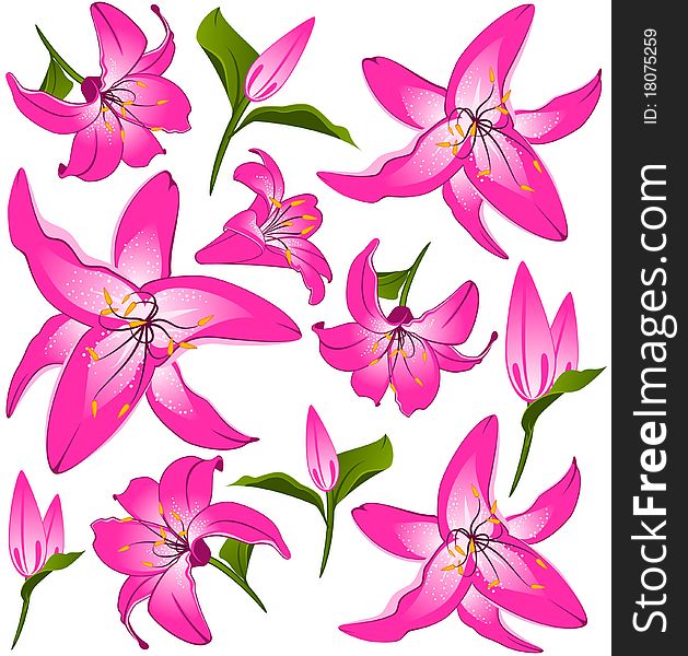 White background with beautiful pink flowers.