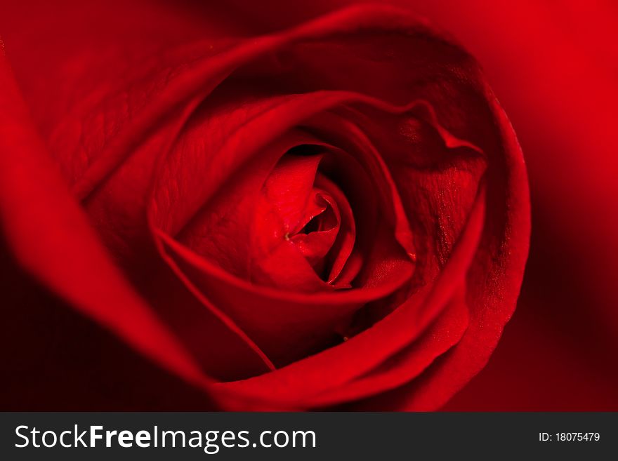 Valentine,Red Rose,Single Flower,Nature