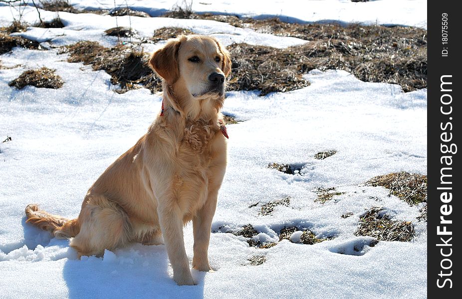 Golden retriver siting on snow