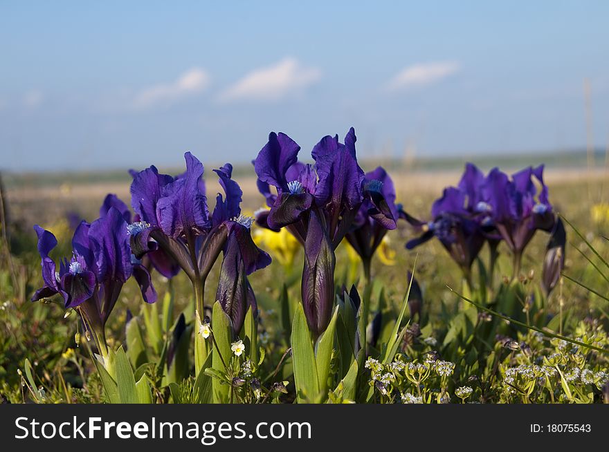 Dwarf Irises Violet in Spring