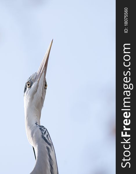 Grey Heron (Ardea cinerea) Portrait. Grey Heron (Ardea cinerea) Portrait