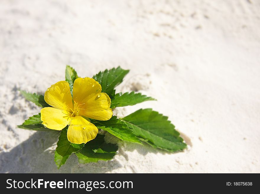Yellow flower on white sand. Yellow flower on white sand