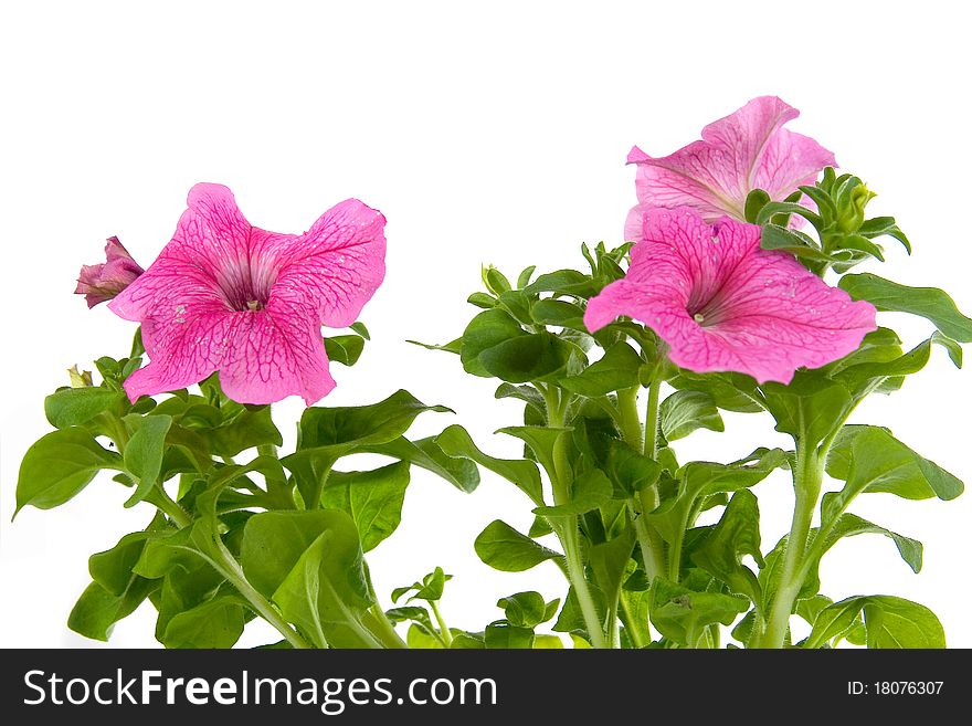 Pink petunia isolated on a white background