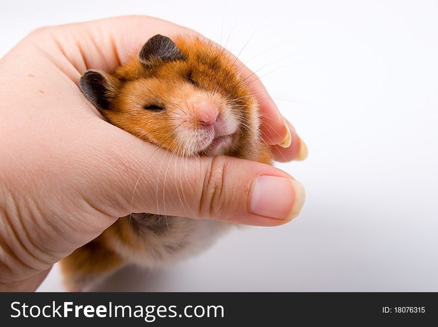 Hamster in hand  on a white background