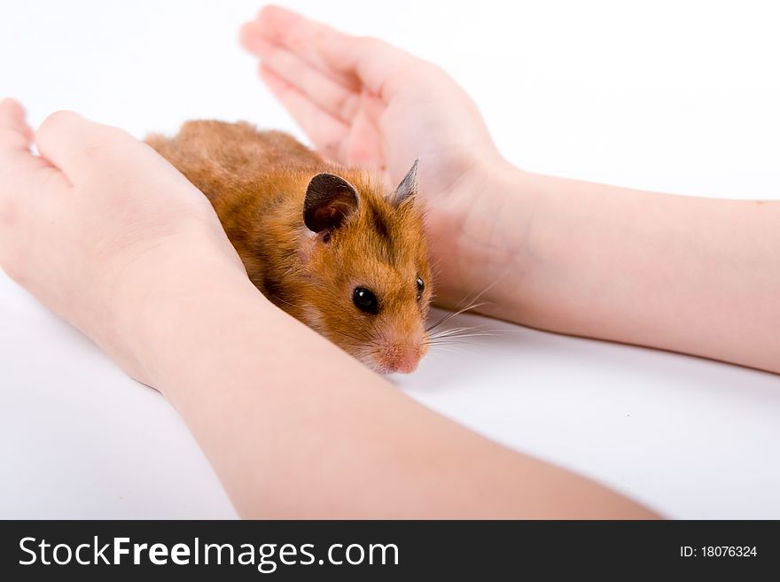 Hamster in hand on a white background