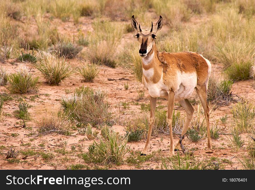 Pronghorn (antilocapra americana) in San Rafael Desert, Utah