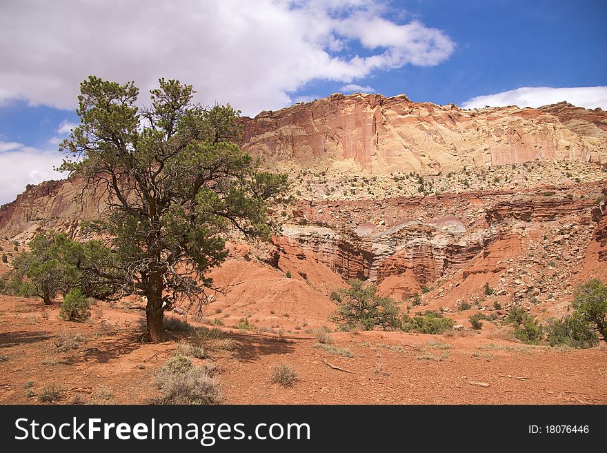 Lone tree, Capitol Reef National Park