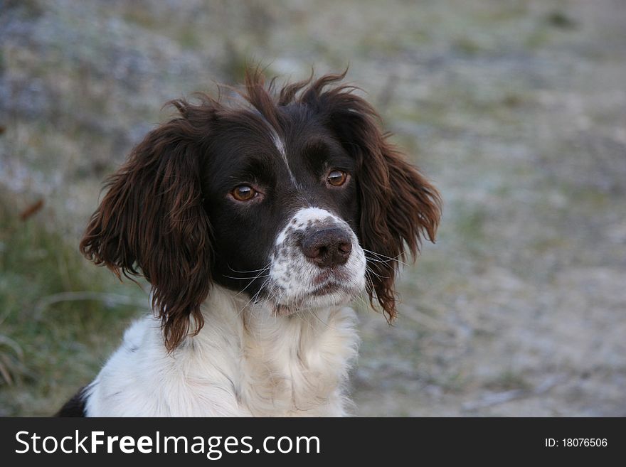 Springer Spaniel waiting to pick up on a shoot day.