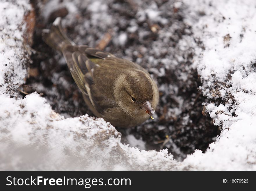 Greenfinch is looking for the food in frozen soil.