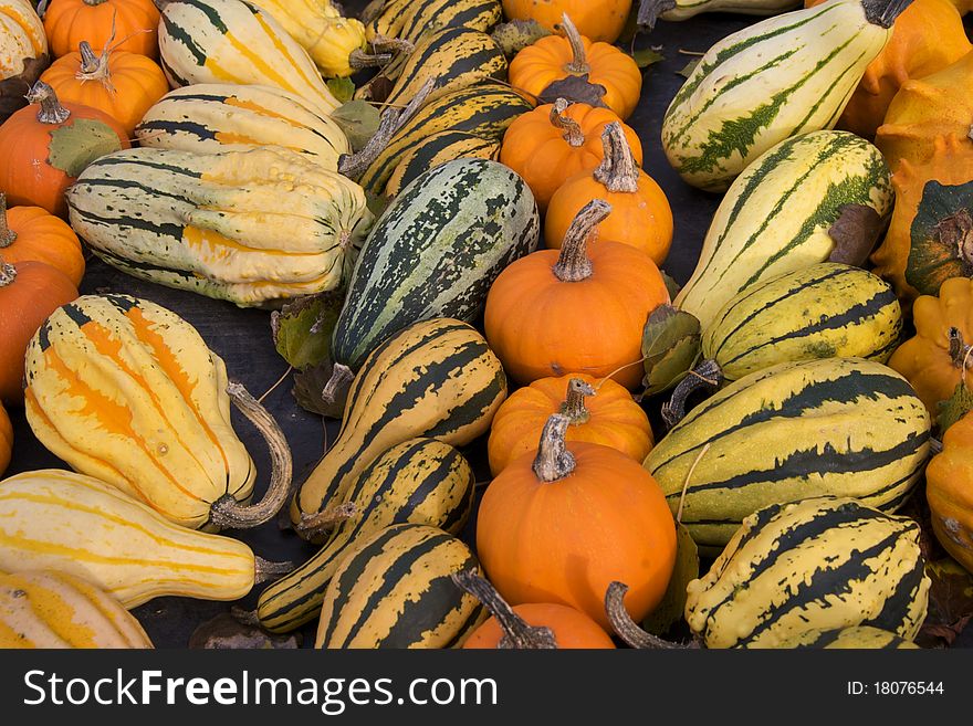 Rows of pumpkins, different shapes and colours