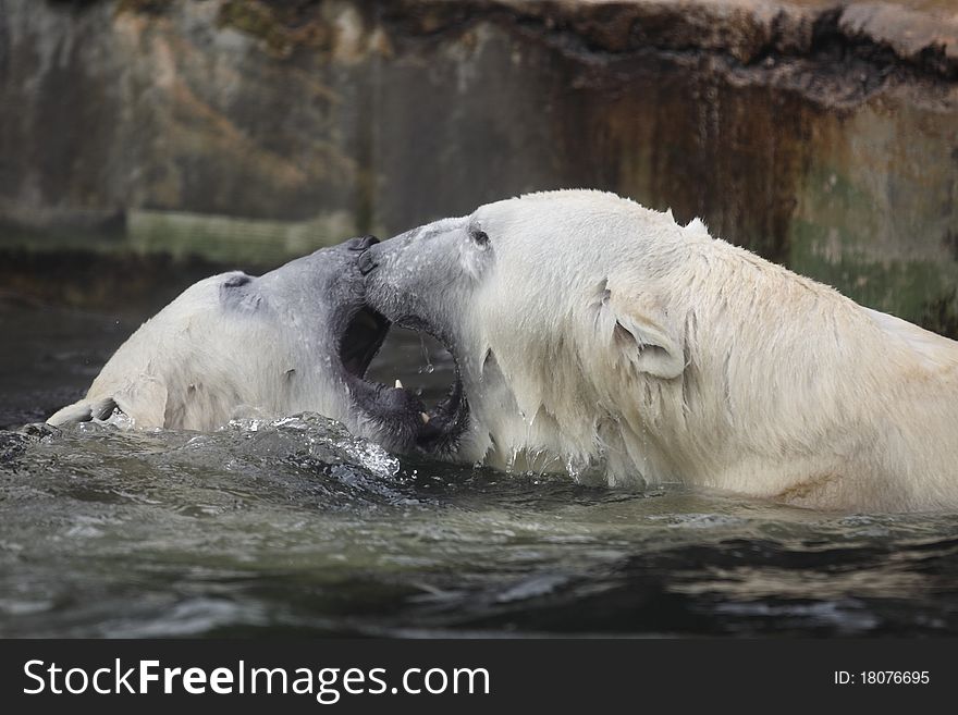 The fighting polar bears in water.