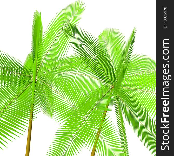 Two palm trees on a white background. 3d computer modeling