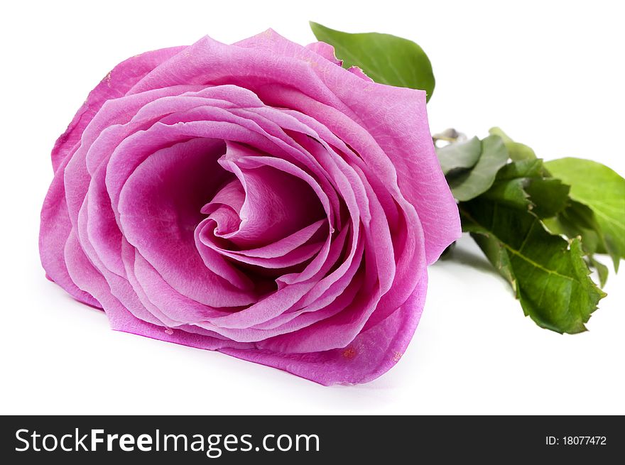 Pink rose with white background