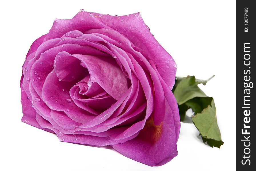 Beauty Pink Rose Isolated