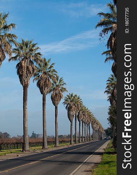 A row of palm trees along side a road with blue sky