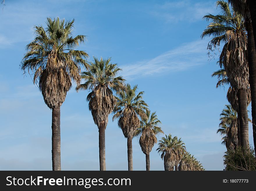 A row of palm trees with blue sky