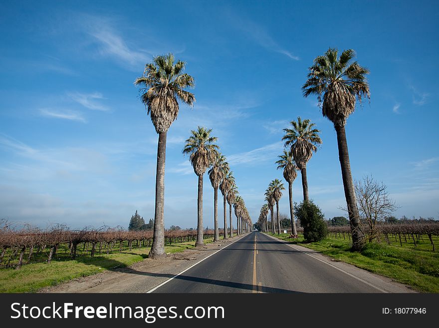 Row of Palm Trees along side a road