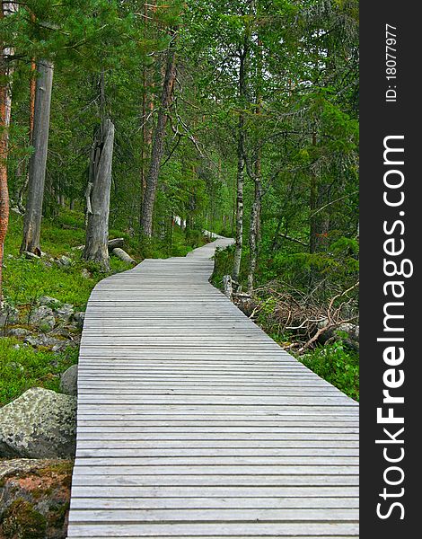 Wooden path in the forest, going nowhere. Wooden path in the forest, going nowhere