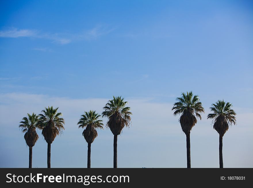 A row of palm trees with blue sky