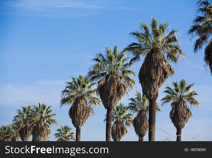 A row of palm trees with blue sky