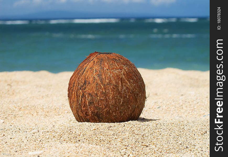 Coconut on the sand of the beach