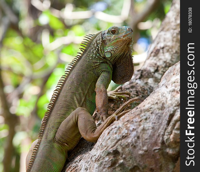 Young Green Iguana