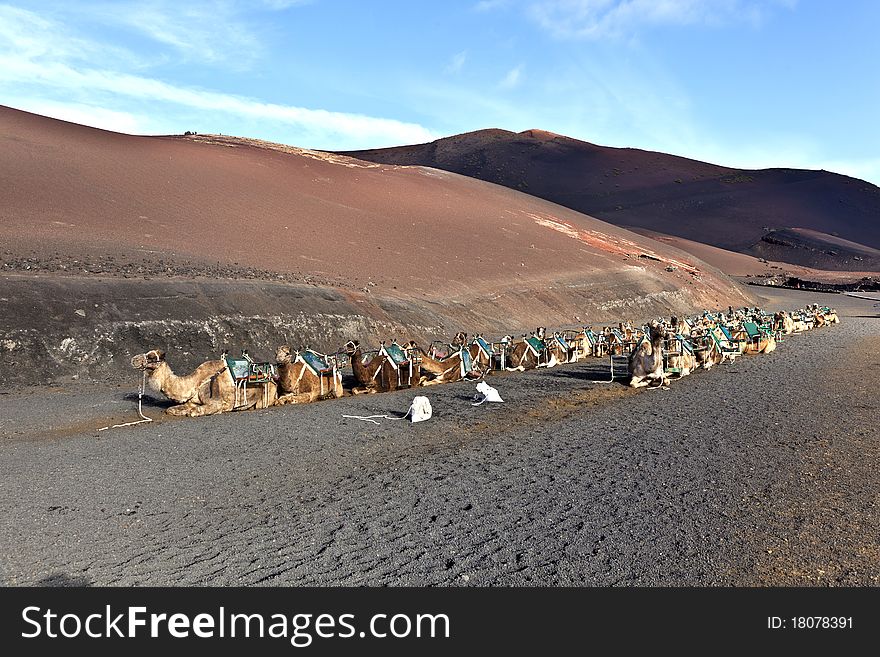 Camels in volcanic area in Lanzarote. Camels in volcanic area in Lanzarote