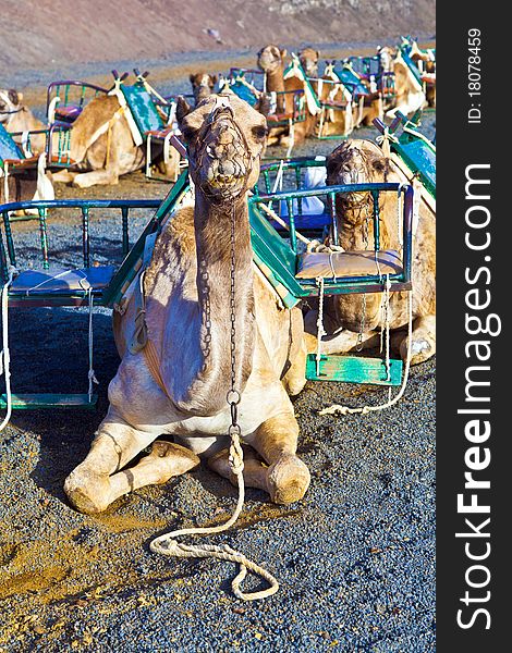 Camels in volcanic area in Lanzarote. Camels in volcanic area in Lanzarote